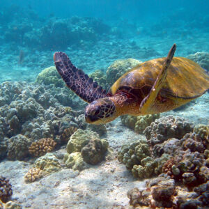 Hawaii_turtle_2