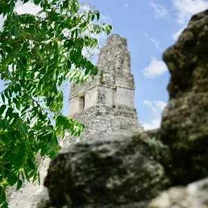 tikal pyramid trees