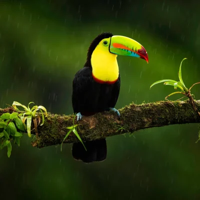 toucan rain