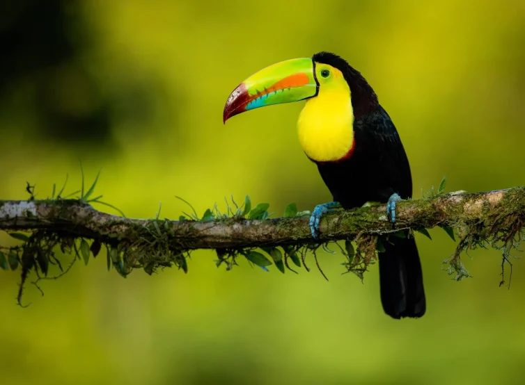 toucan