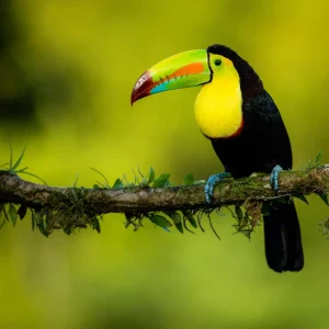 toucan